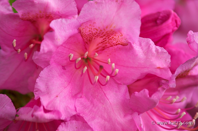 NJ Botanical Gardens 6